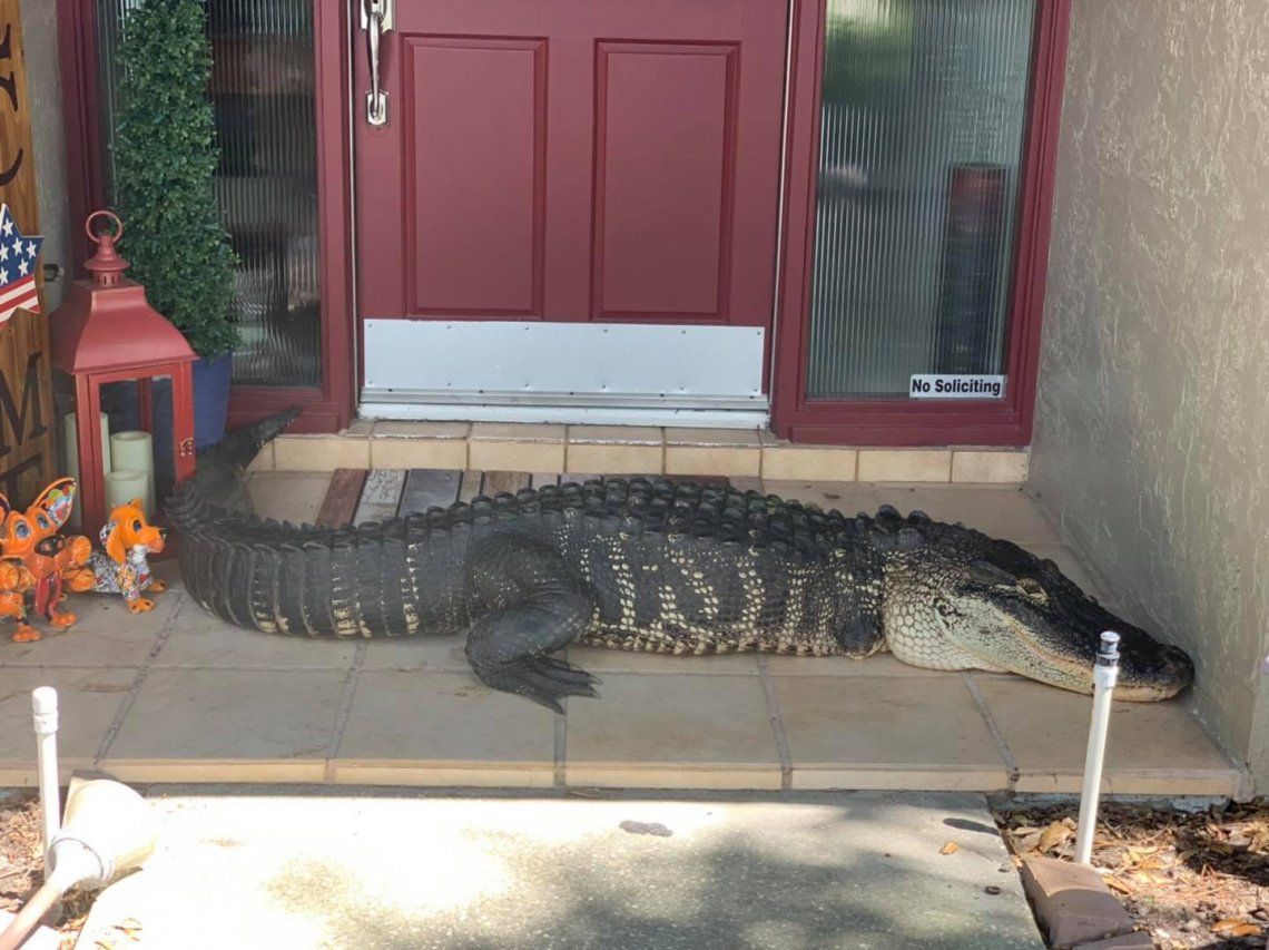 Matrimonio descubre a un cocodrilo de casi 3 metros en la puerta de su casa