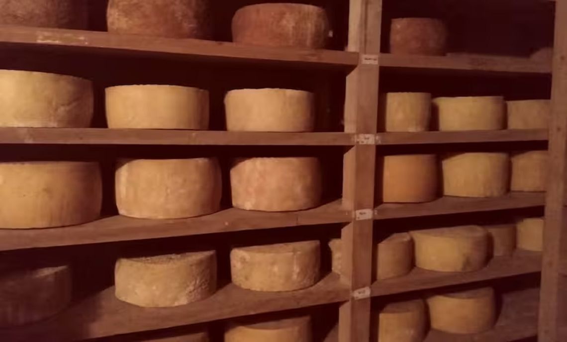 Se identificó a la planta productora del queso como fuente de la contaminación (imagen ilustrativa).