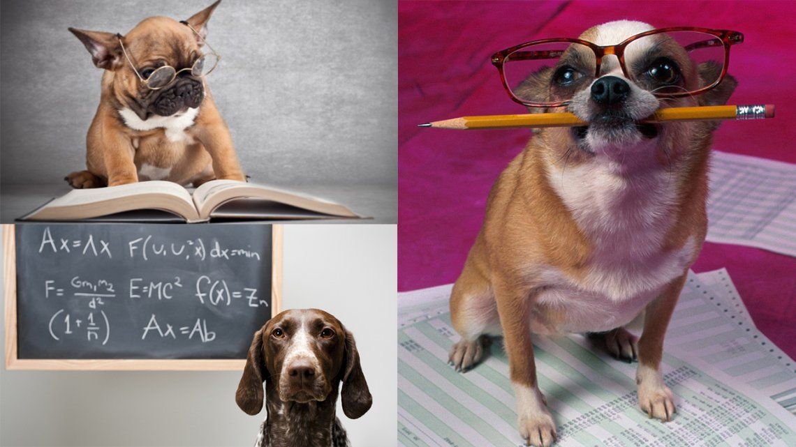 Los 5 perros más inteligentes del mundo
