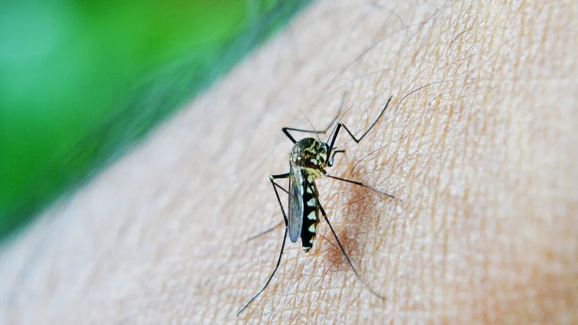 El cambio climático favorece la circulación de los mosquitos que transmiten dengue.