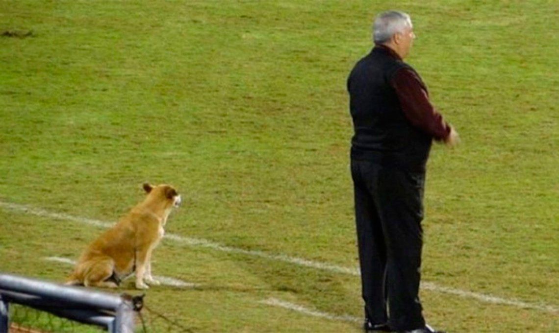 Insólito: una perra es ayudante de un DT de fútbol