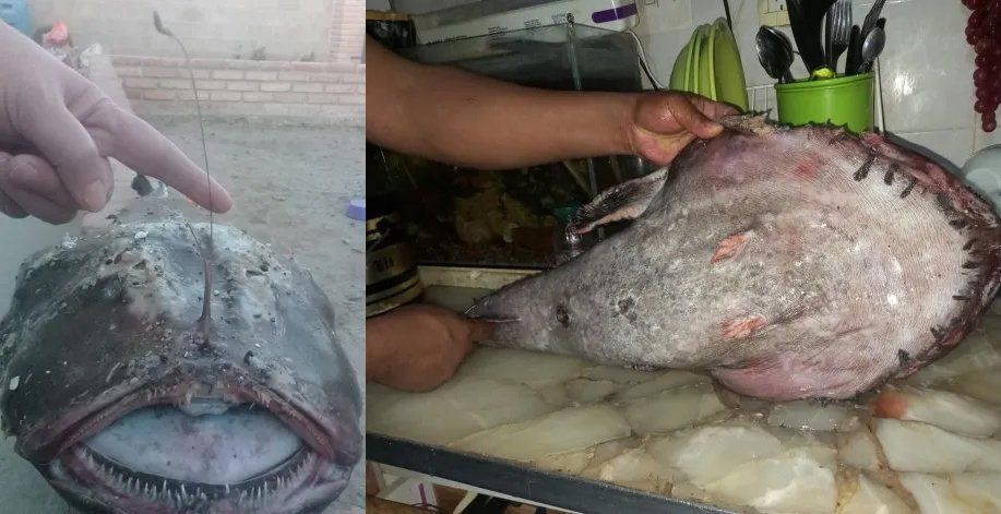 El pez rape, uno de los peces más extraños, encontrado en Comodoro Rivadavia