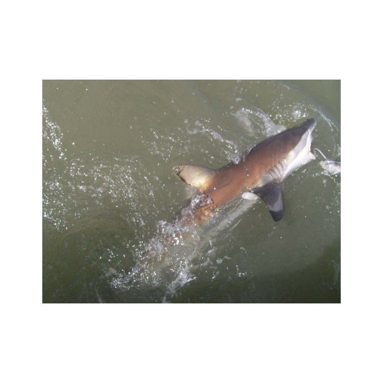 La pesca con devolución de tiburones ya es una realidad