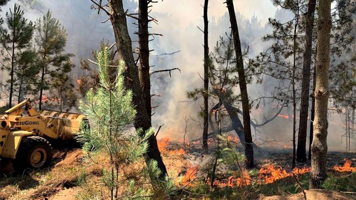 Pinamar: se incendia el bosque cerca de un barrio cerrado.
