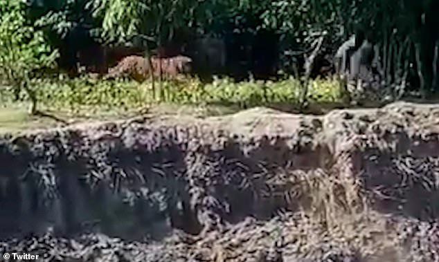 El tigre de bengala atacando a un hombre en la India.