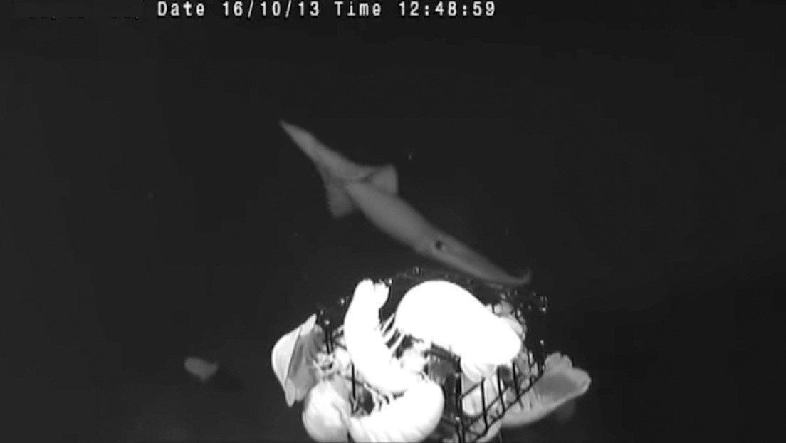 Captura del video que muestra como cazan los calamares gigantes