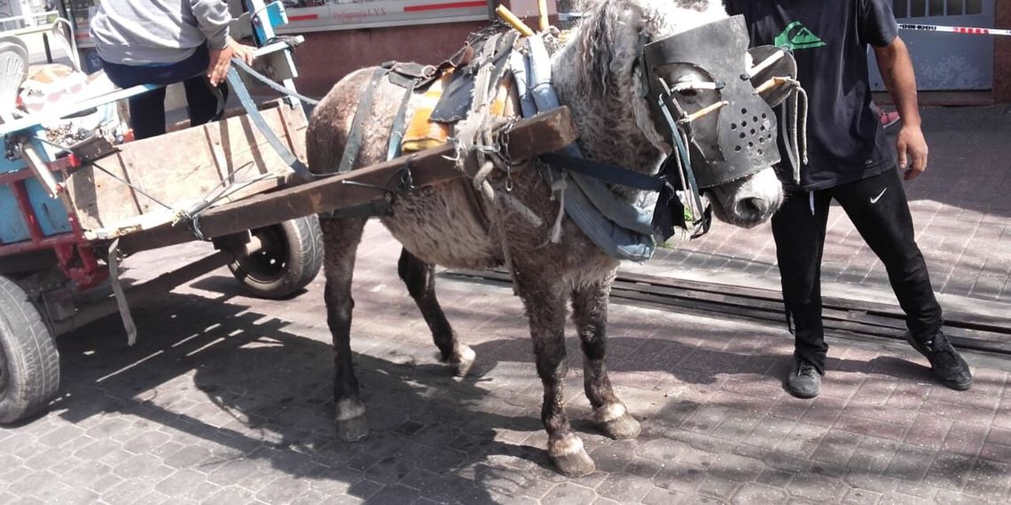 Los caballos usados por cartoneros soportan pesos enormes y malos tratos 