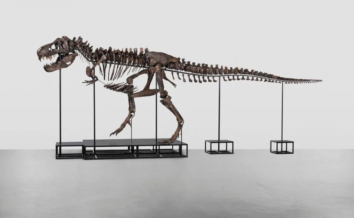 Solo unos treinta y dos esqueletos de T-Rex adultos