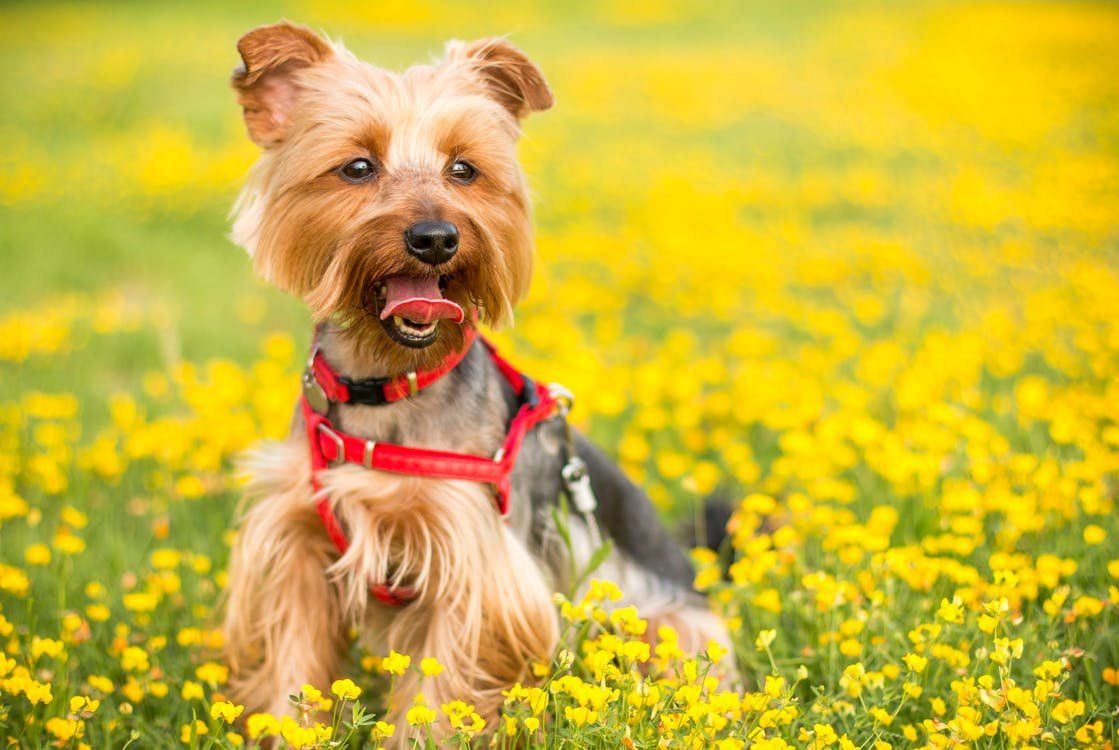 El aprendizaje de la mascota, una tarea difícil