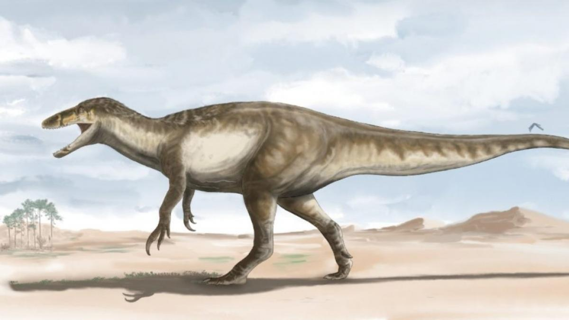 Santa Cruz: hallaron los restos del megarraptor más grande del mundo