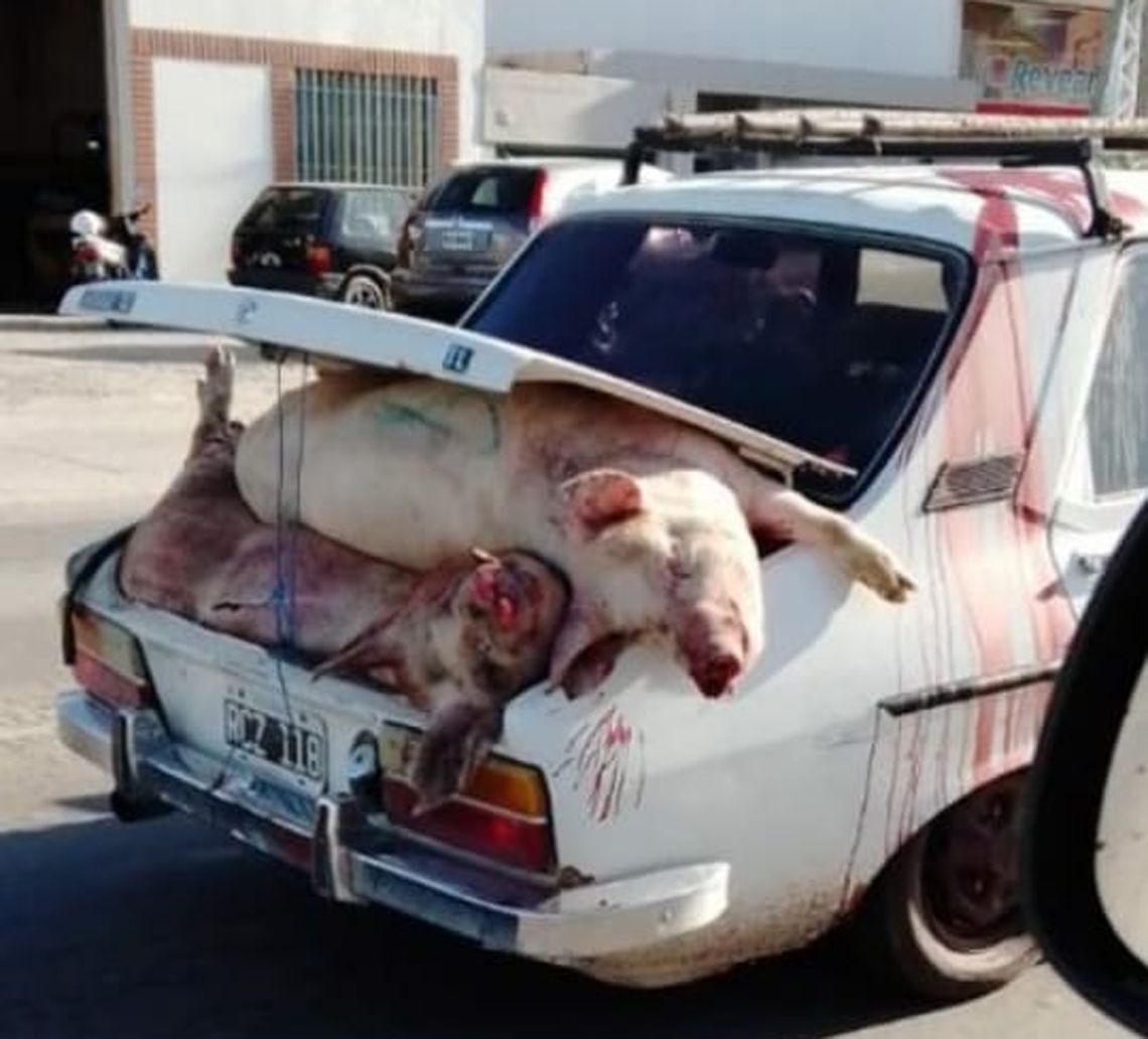 Córdoba: volcó camión con cerdos y vecinos robaron animales.