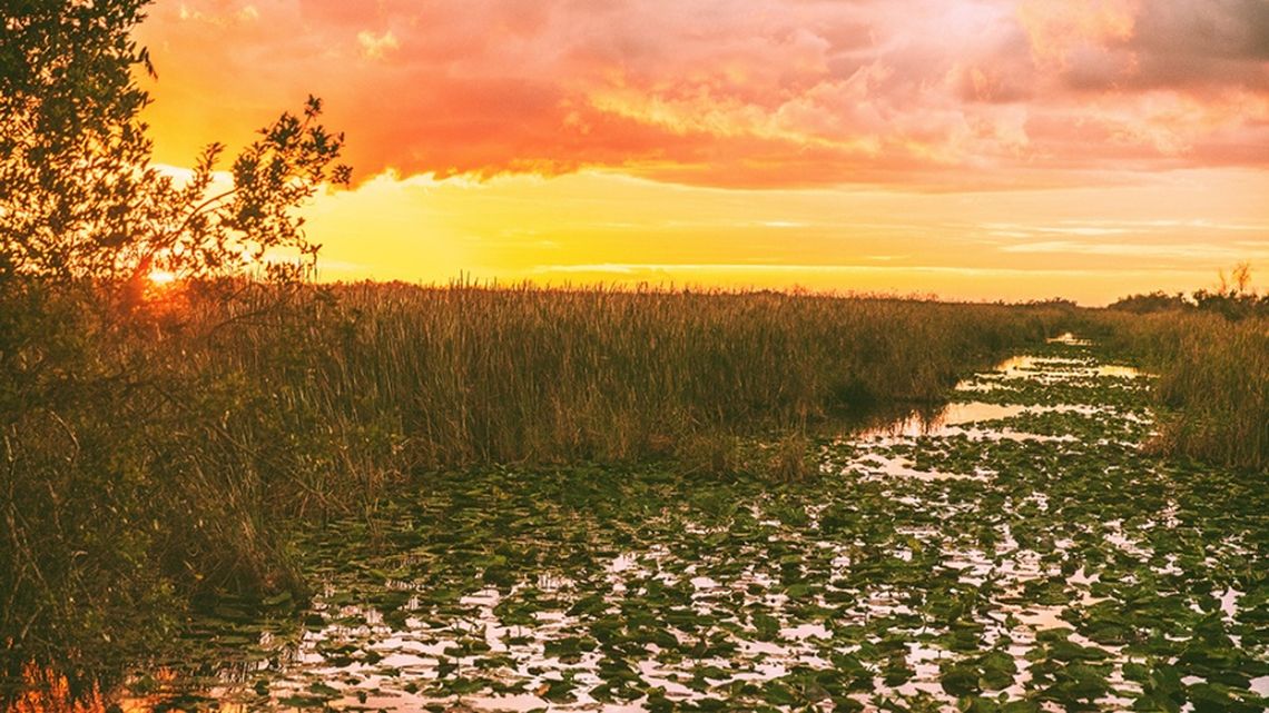 Estados Unidos intentará recuperar los Everglades.