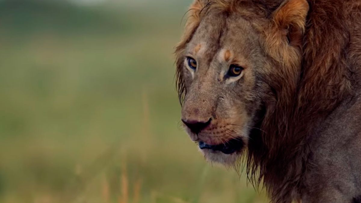 Video | León salva a otro de ser comido por jauría de hienas