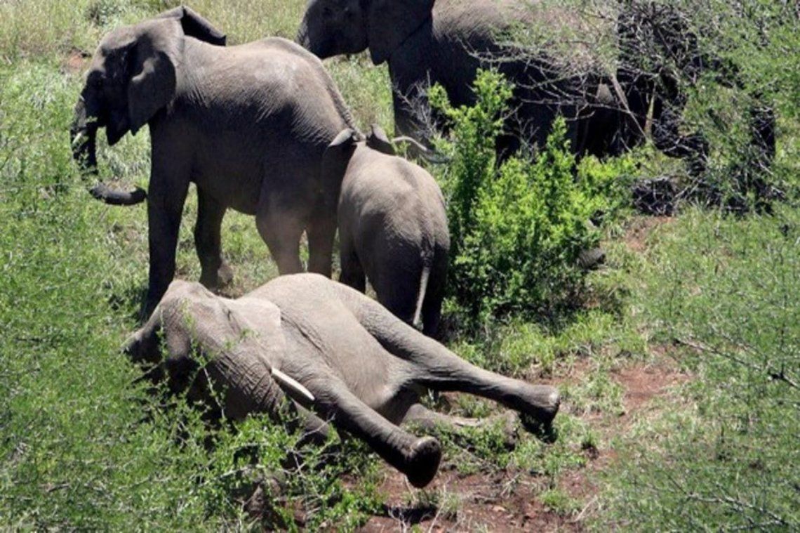 Tristeza en el mundo: intriga la extraña muerte de 150 elefantes en Bostwana