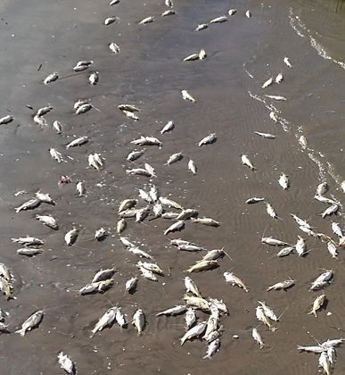 Sorpresiva mortandad de peces en Hudson