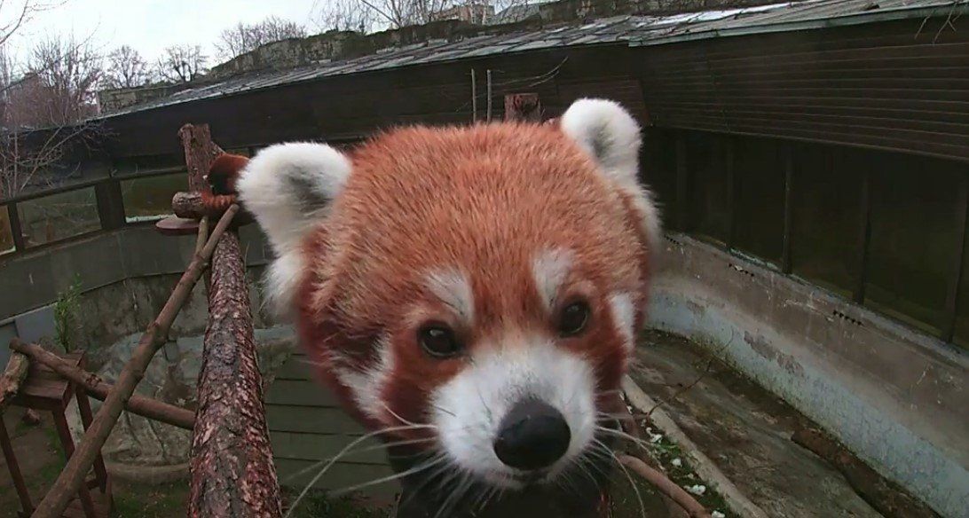 Rusia: un panda roja descubre una cámara oculta en el Zoológico de Moscú