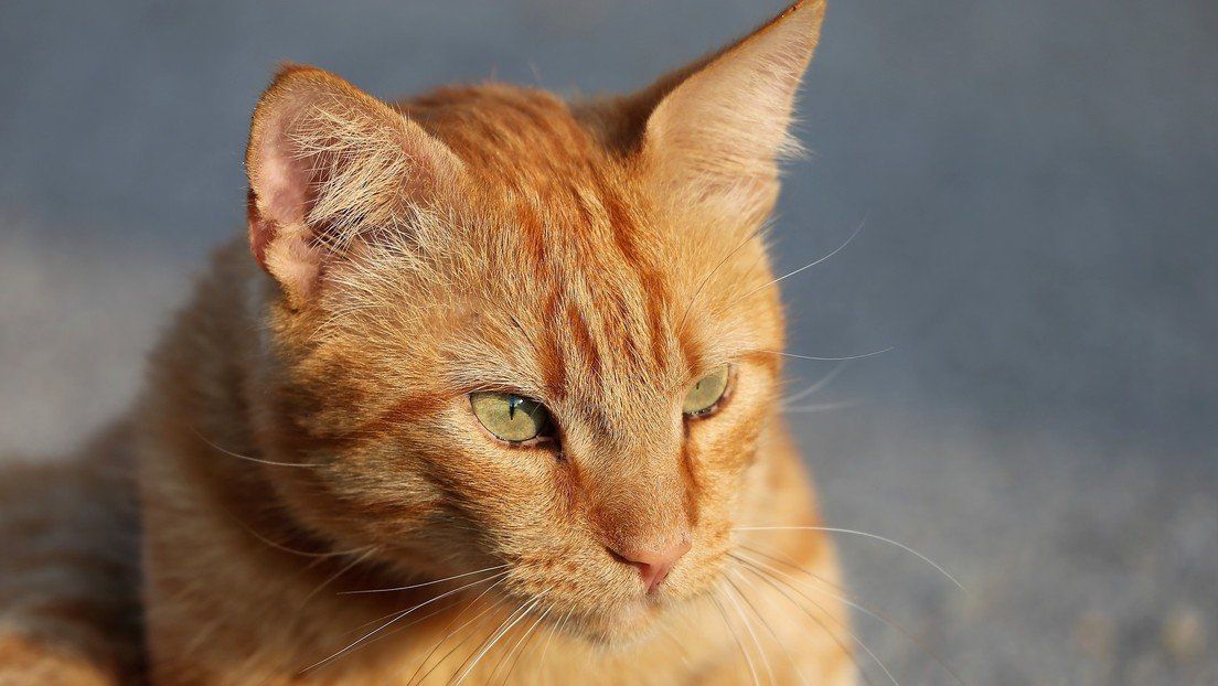 Tik Tok: un gato aprendió a hablar y hasta a insultar a sus dueños