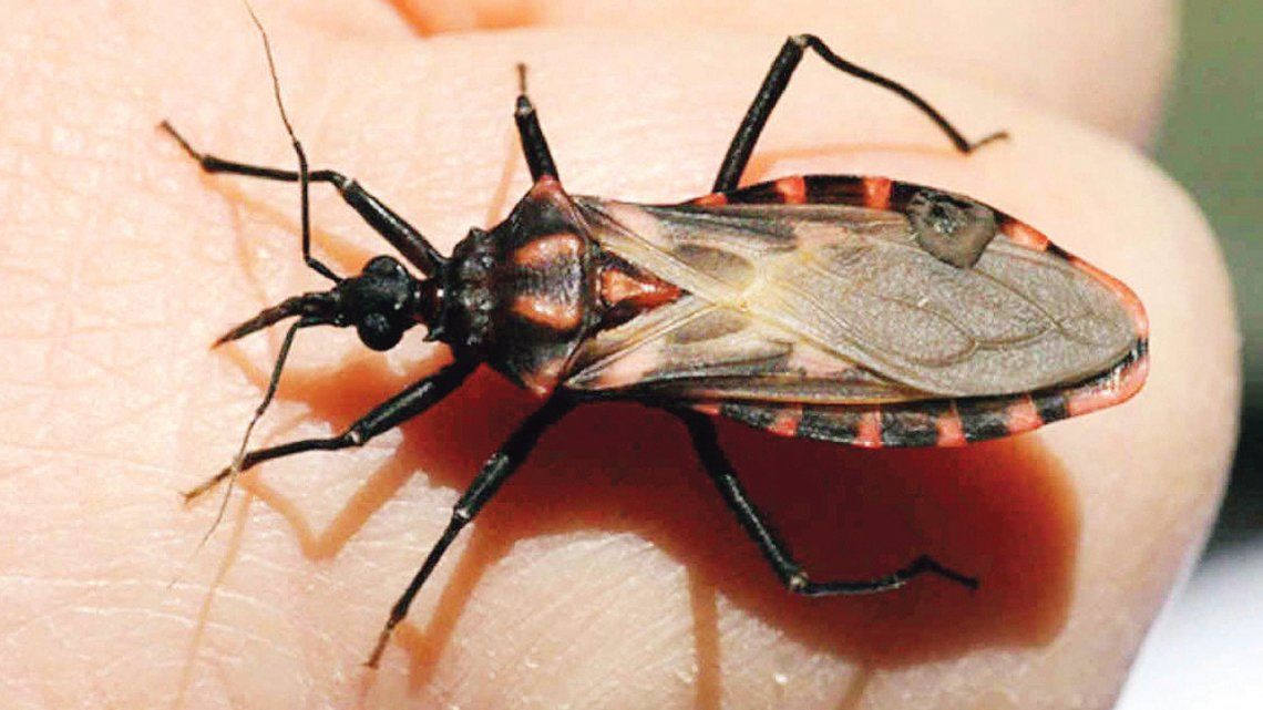 Advierten de falencias en medidas contra el Chagas
