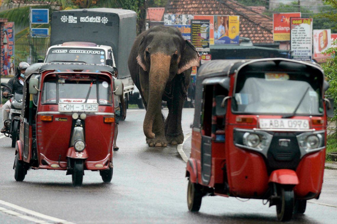 En Sri Lanka los elefantes comparten el tránsito con el resto de los vehículos.