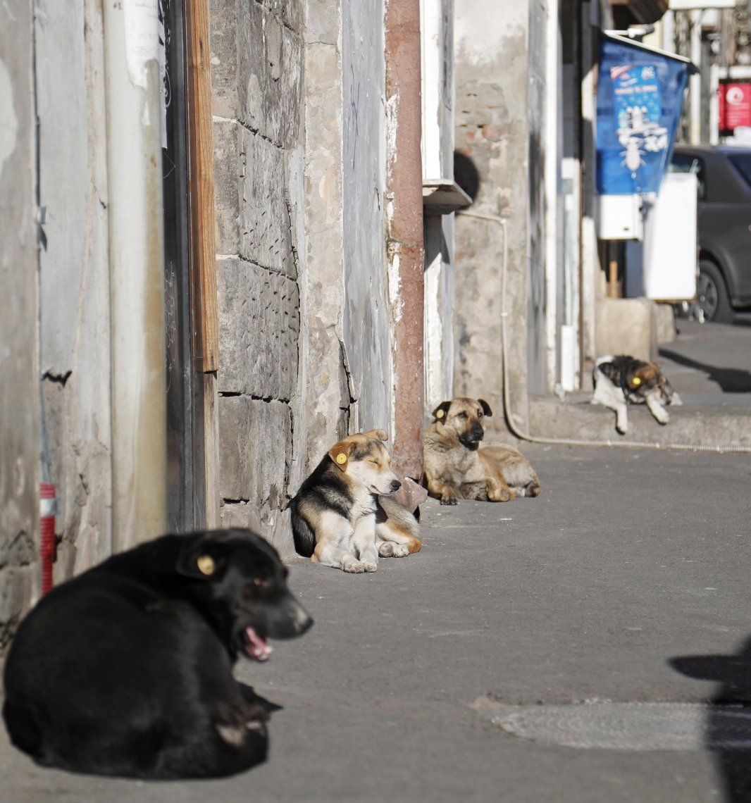 En Georgia, con amor, los perros callejeros dejan de ser amenaza