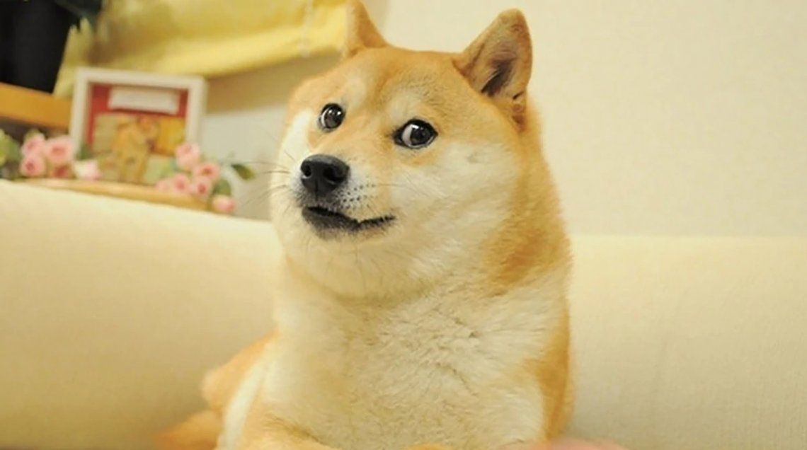Doge, el perro meme más famoso, envejeció y sus fotos enternecieron a todos