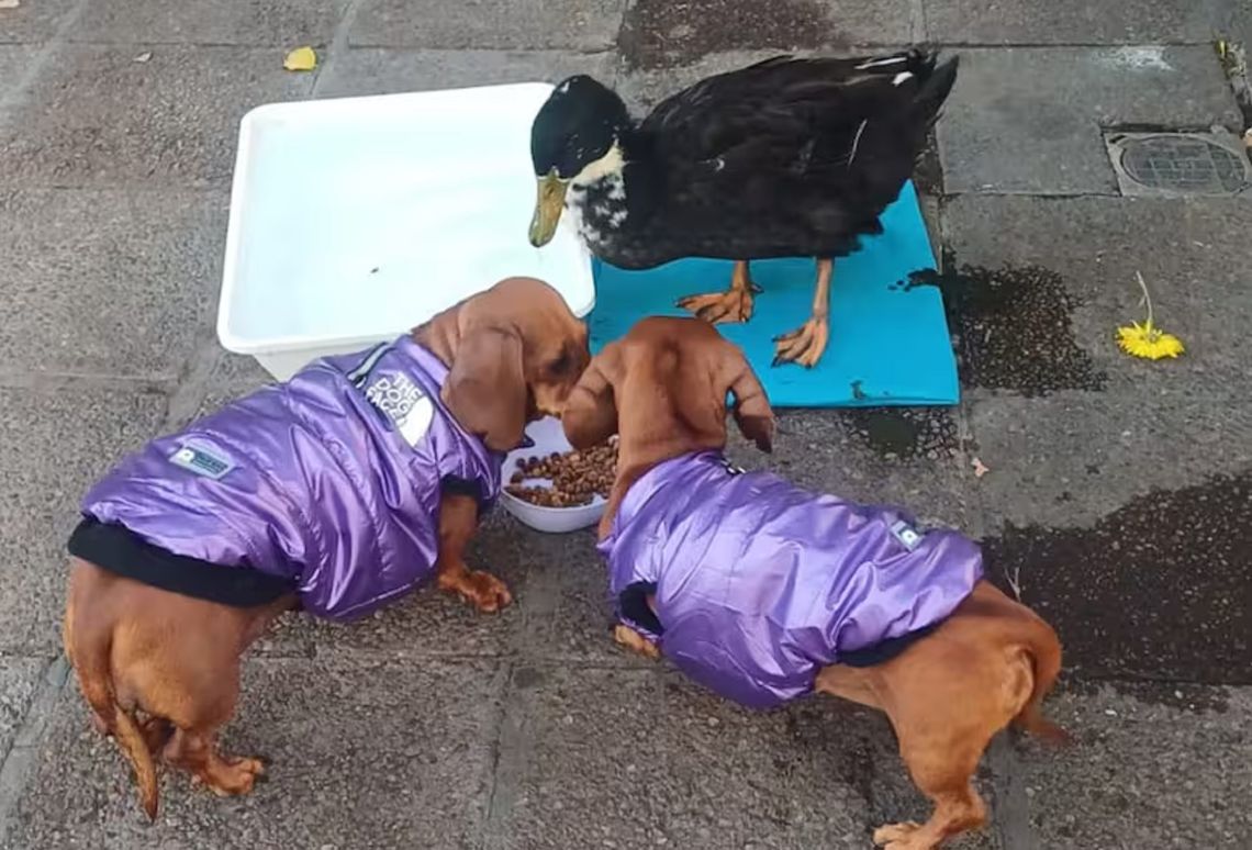 El ave convive con dos perros salchichas. 