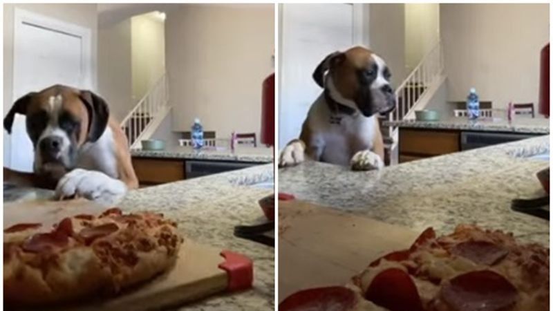 Un perro que roba pizza es furor en Tik Tok. 