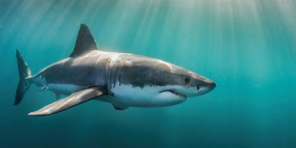 México: ataque mortal de un tiburón blanco