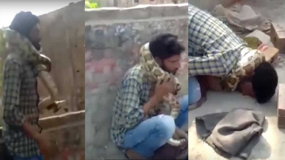 Video | Un encantador de serpientes casi muere estrangulado por una pitón frente a su público