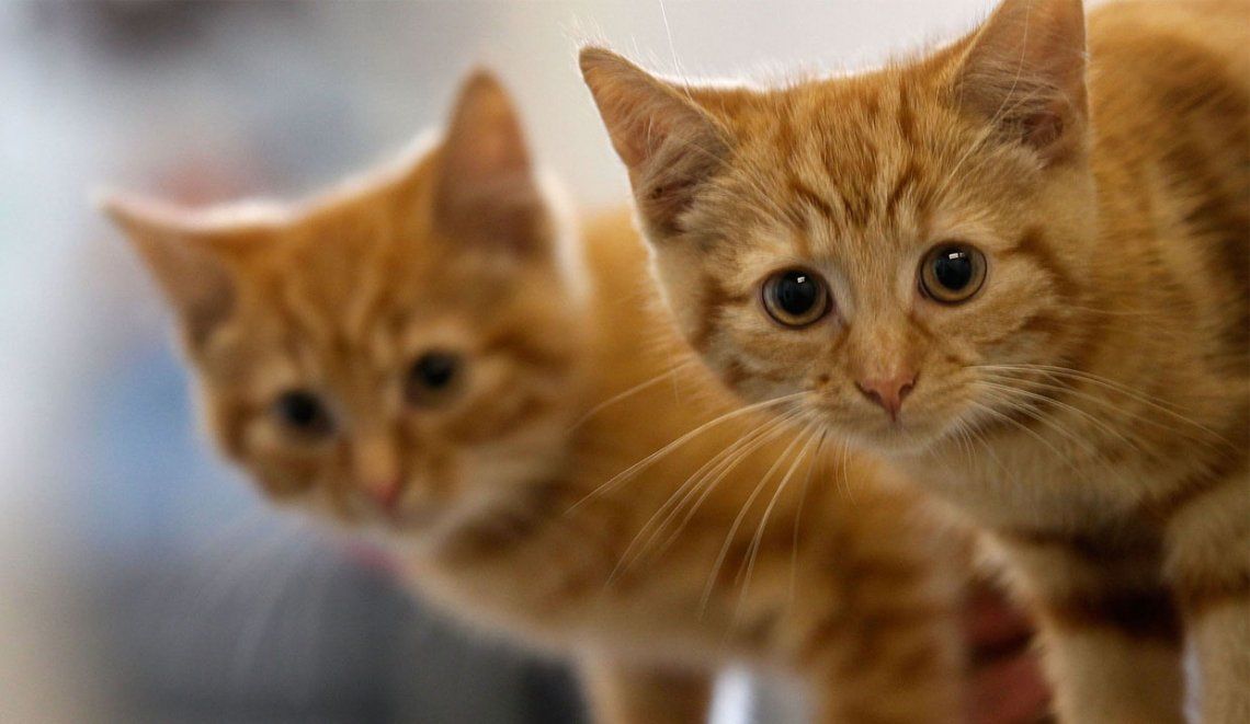 Una empresa ofrece sus servicios de clonación de mascotas