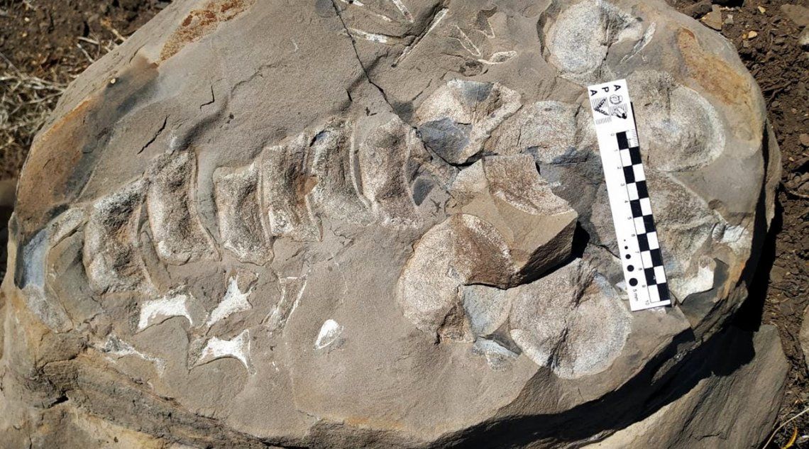 Los fósiles del reptil marino fueron encontrados a 380 kilómetros al noroeste de la capital de Neuquén. 