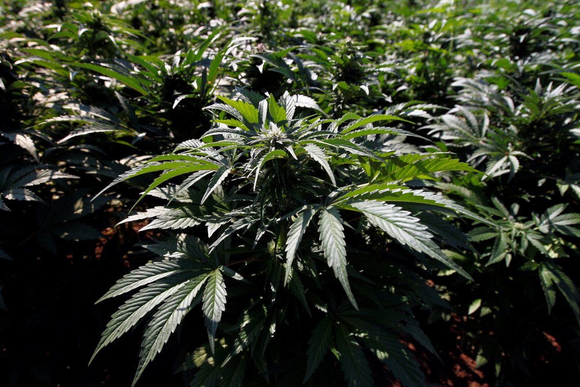 Acuerdo por la Regulación legal del cannabis 