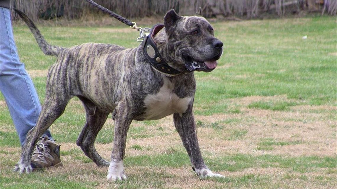 CABA: se deben registrar 17 razas de perros peligrosos entre los que está el pitbull