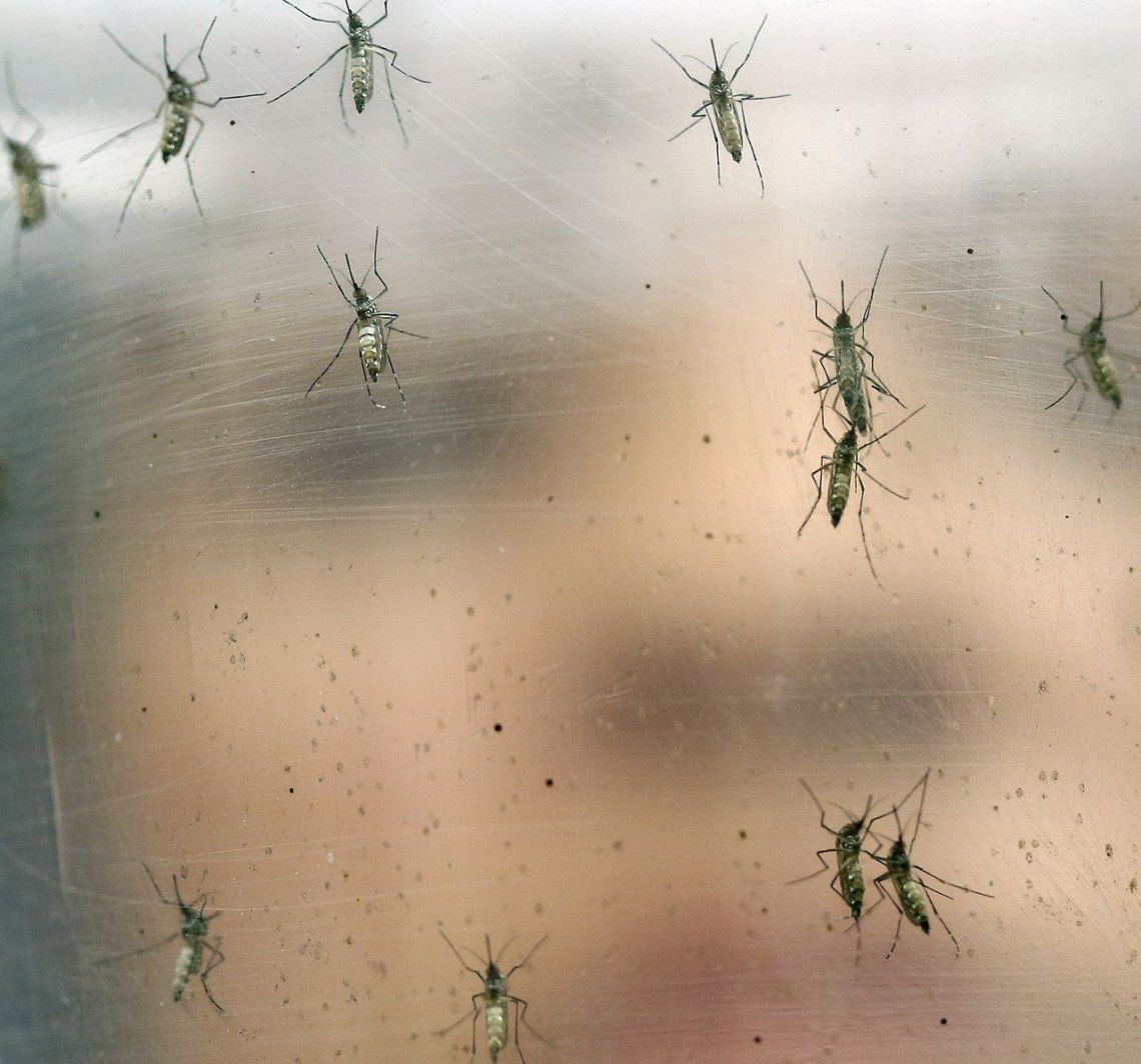 Detectan el primer caso de dengue autóctono del año
