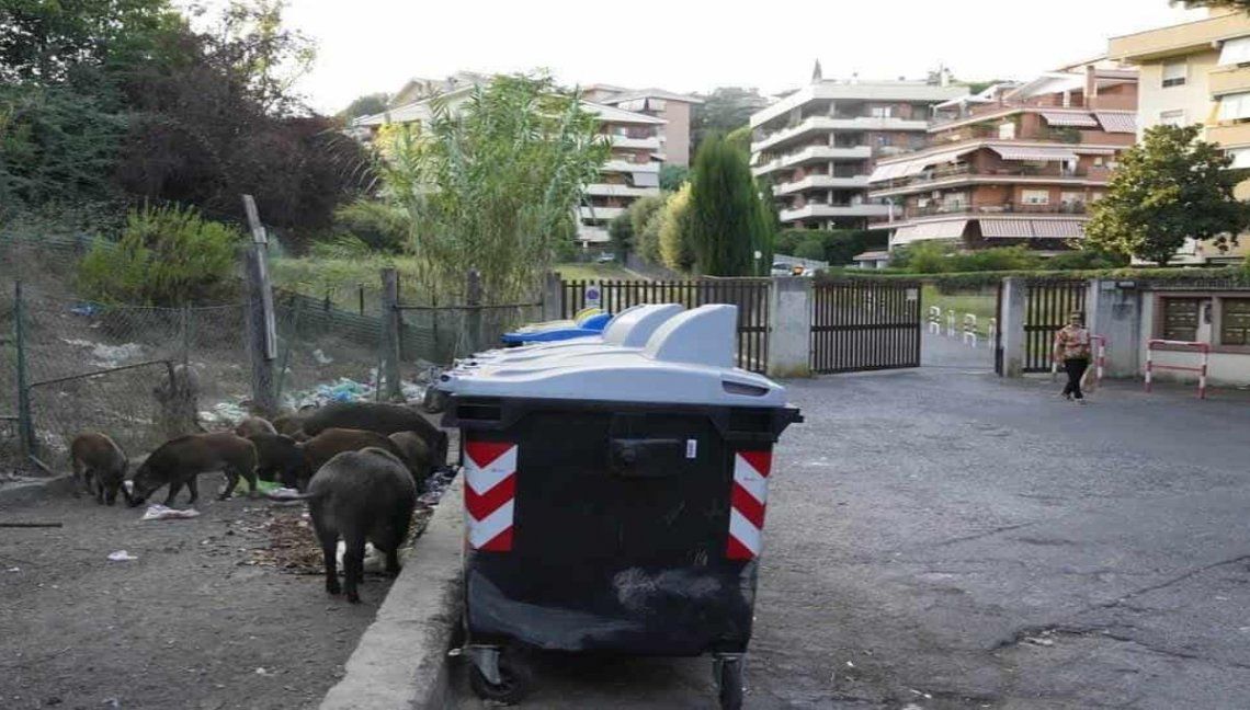 Italia: jabalíes en los contenedores de basura de Roma