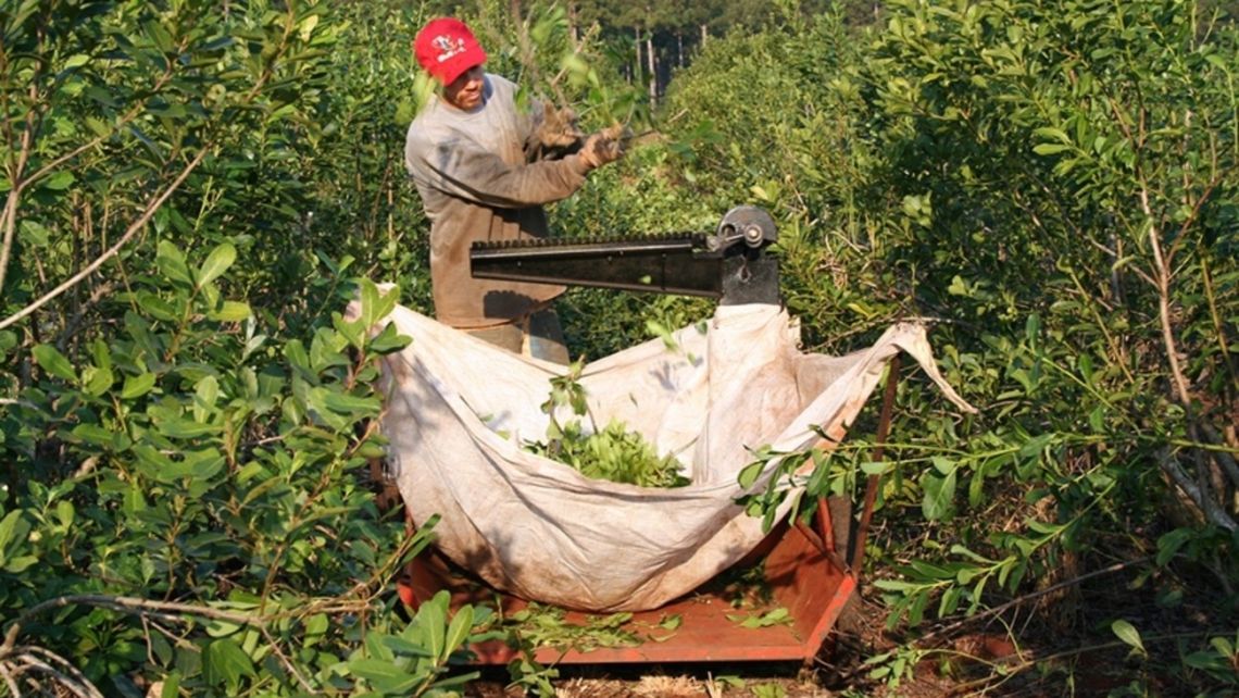 Los productores yerbateros reclaman mayores precios 