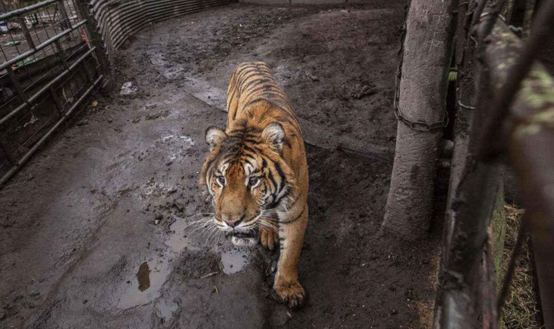 Dos tigres bengala fueron rescatados de una zona rural de Balcarce