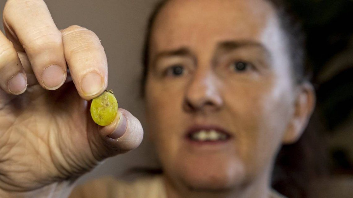 Nueva Zelanda: por un test PCR descubrió que tenía una ficha en la nariz