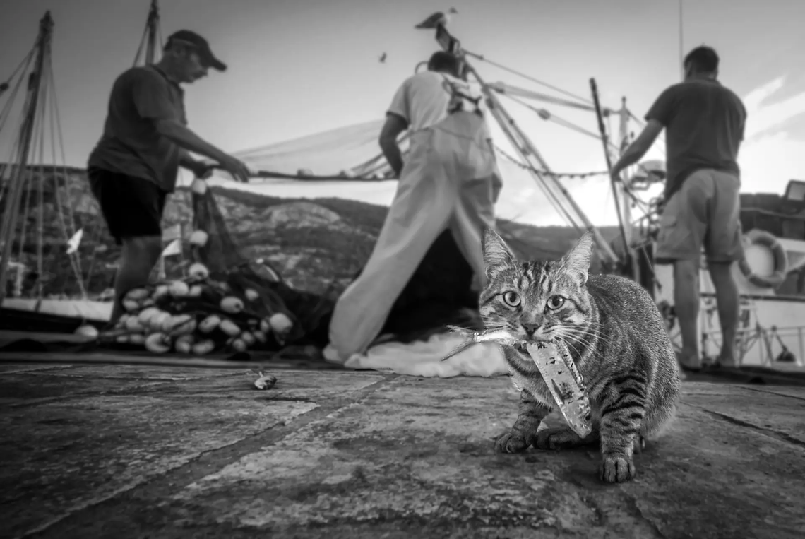 Gato y pescado. Fotografía: Matko Petri/Picfair