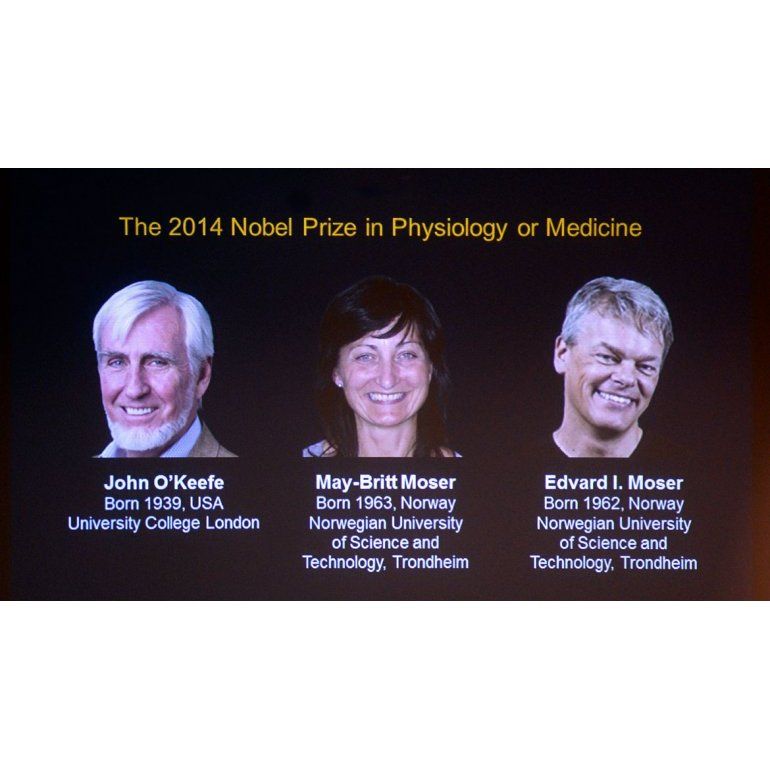 Nobel de Medicina a descubridores de un GPS interno cerebral