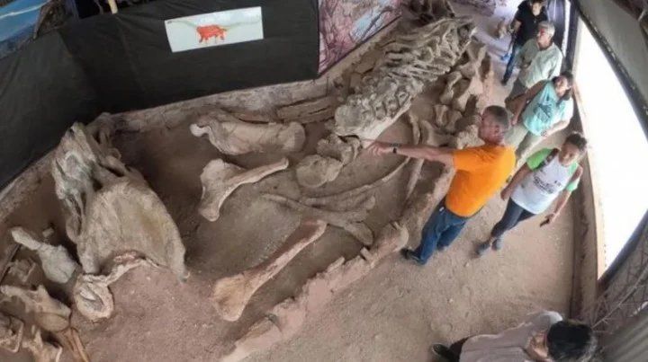 Neuquén: hallan los restos fósiles de un dinosaurio gigante