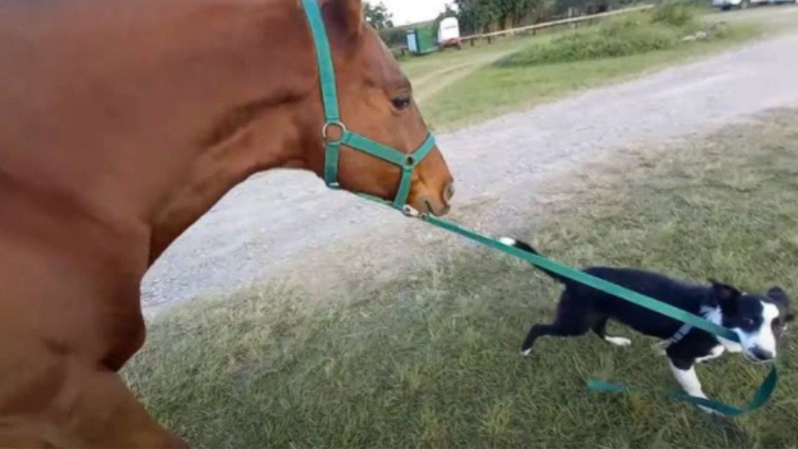 Un perro aprendió a pasear a un caballo y es furor en redes.