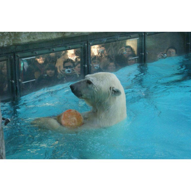 Se murió el último oso polar del Zoo de Buenos Aires