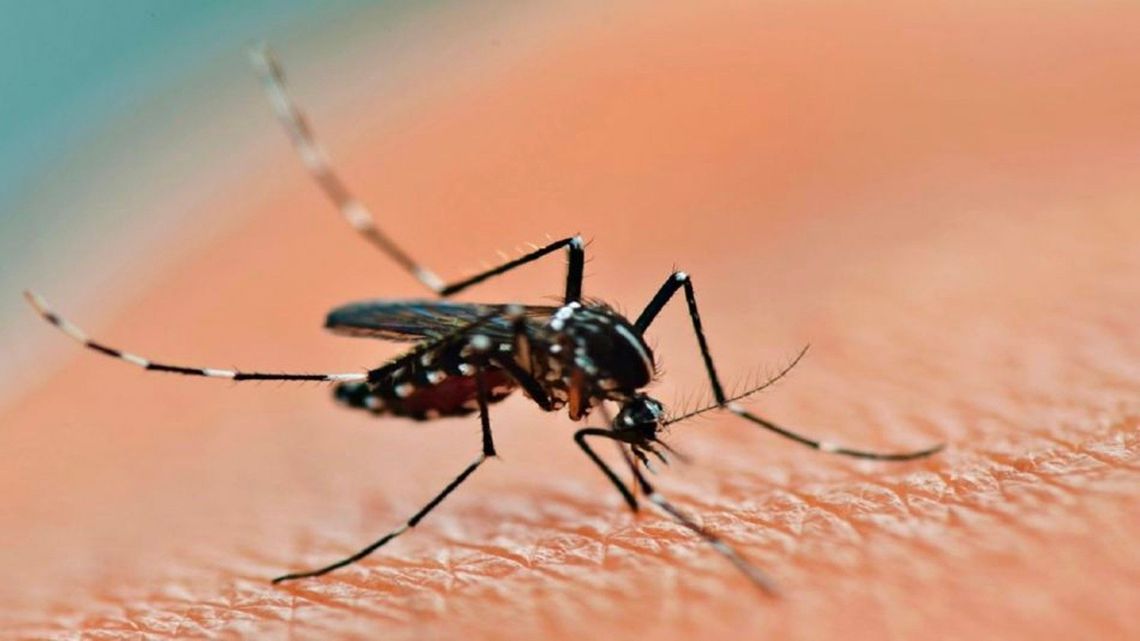 El Ministerio de Salud emitió una alerta por casos de dengue.