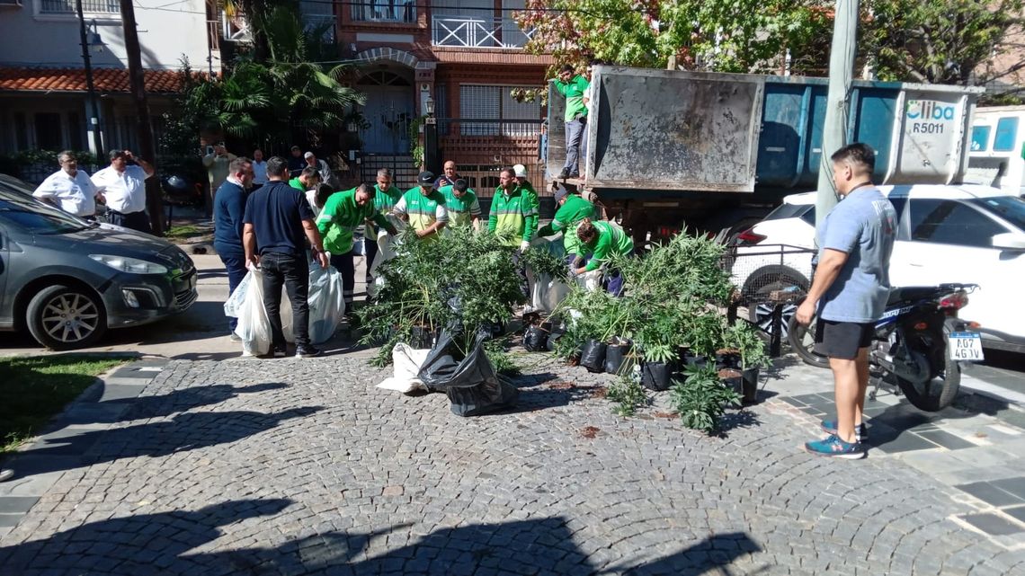 Decomisaron más de mil plantas de marihuana en una casa de San Isidro