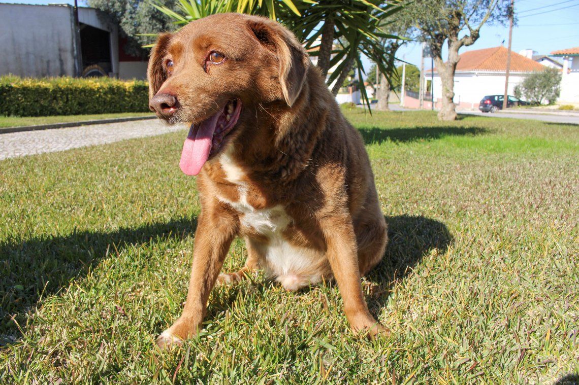 Bobi fue reconocido con el récord Guinness al perro más longevo del mundo   