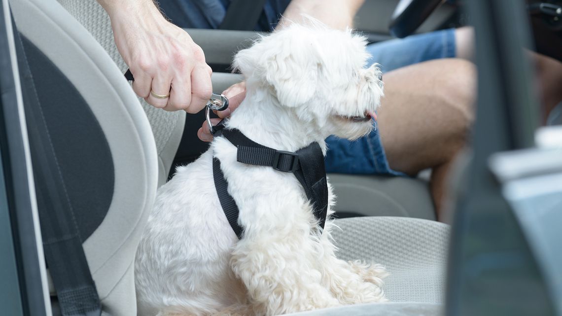 Las mascotas deben viajar en el asiento de atrás del auto