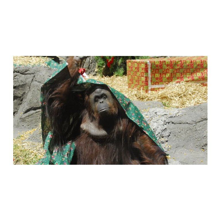 Una audiencia para debatir el futuro de la orangutana del Zoo