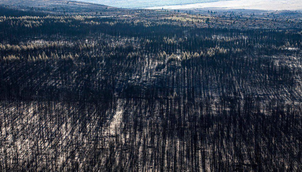 Greenpeace documentó por aire y por tierra el impacto de los incendios forestales en Río Negro y Chubut. 