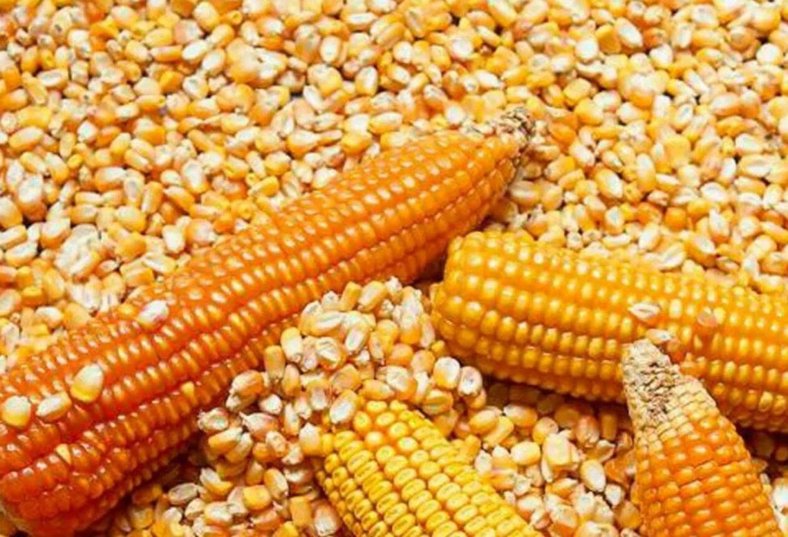 Exportaciones de maiz: continua el paro patronal del campo 